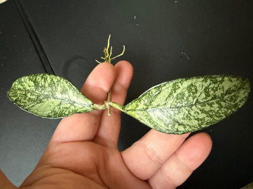 Hoya crassipetiolata splash - crassipetiolata,