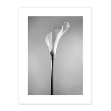 Flower Black And White Calla Lily  Print Canvas Premium Wall Decor Poster