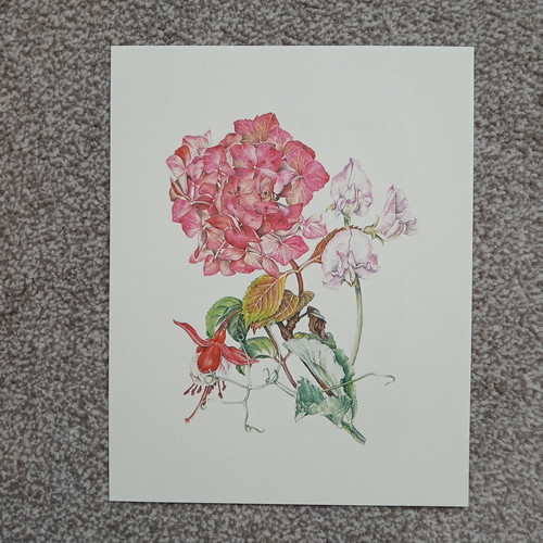 Pink hydrangea red fuchsia - hydrangea,