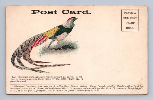 Pheasant breeding rare - breeding,
