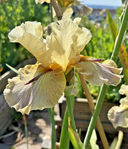 Bearded iris germanica - bearded,