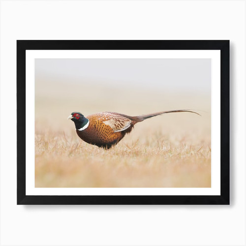 Pheasant field art print - art,