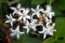 Bogbean Pond Live Water Plant Aquatic Bog Bean Marginal Wildlife Lake