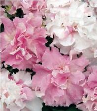 Flower - Petunia - Double