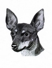 ENGLISH TOY TERRIER BLACK &