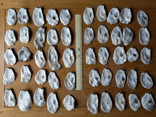 Oyster shells 50 - oyster,