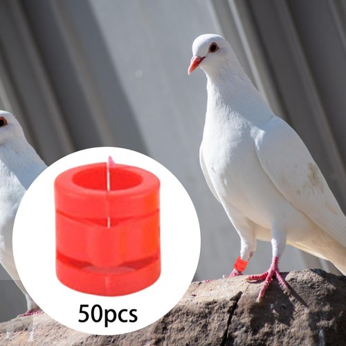 Pieces 35inch race pigeon - 50,