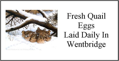 Small personalised quail - small,
