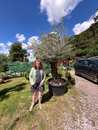 Olive tree extra - large, pot