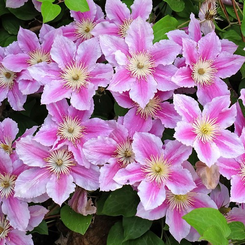 Clematis piilu deciduous - piilu, |