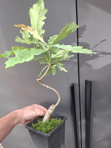 Oak bonsai tree - oak,