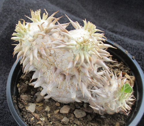 Pachypodium brevicaule - pachypodium,