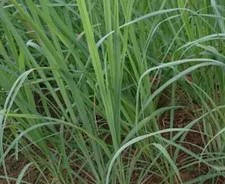 Herb plants,  garden ready