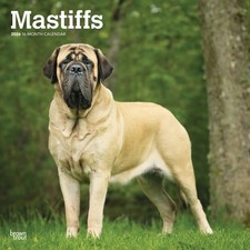 Mastiffs Calendar 2026 - Dogs