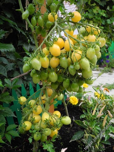 Barry crazy cherry tomato - crazy,