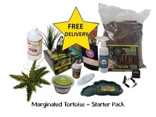 Marginated Tortoise Starter