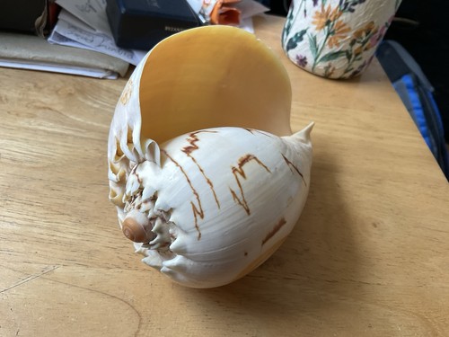 Large polished melon - large,