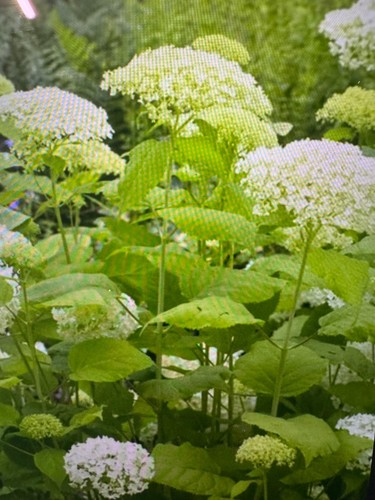 Hydrangea annabelle 9cm - annabelle,
