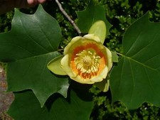 Liriodendron tulipifera
