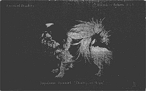 Postcard dogs japanese - postcard,