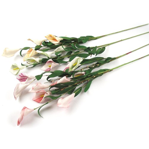 Head striped calla - striped, lily