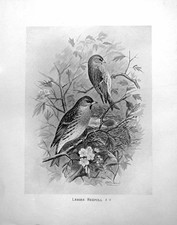 Original Old Antique Print