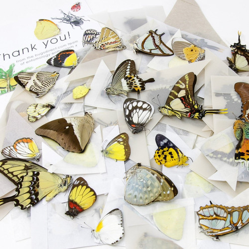 Real butterflies worldwide - butterflies,