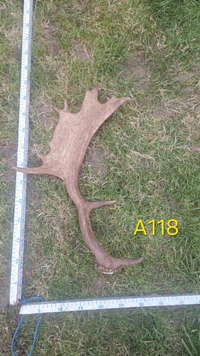 Fallow deer buck antler - fallow,