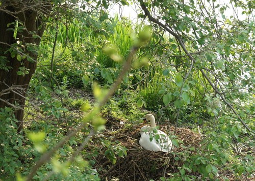 Photo nesting swan - a2,