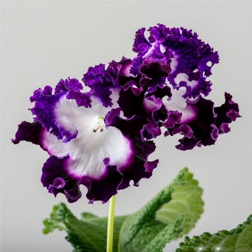 Streptocarpus pegas plug - streptocarpus, ds-pegas-plug