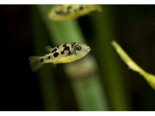 One pea puffer freshwater - one,