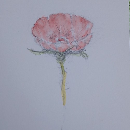 Original poppy flower floral - original,