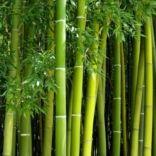 Giant green bamboo seeds for - giant,