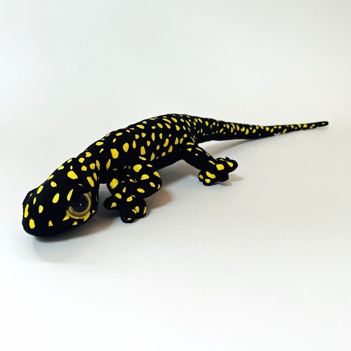 Black yellow spotted lizard - yellow,