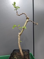 hawthorn bonsai tree part