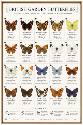 British garden butterflies - garden,