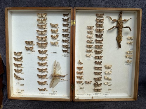 Store box british moths - box,