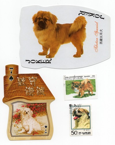 Tibetan spaniel collection - collection, of
