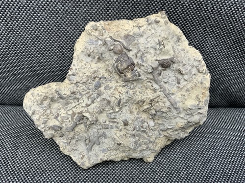 Silurian seabed fossil coral - seabed,