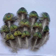X13  Small Male Peacock Natural Feathers Green