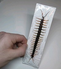 Scolopendra Morsitans