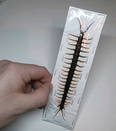 Scolopendra morsitans - scolopendra,