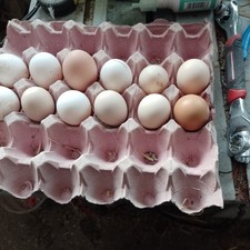12 x Chicken Eggs –