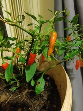 Apache Chili Pepper Plant