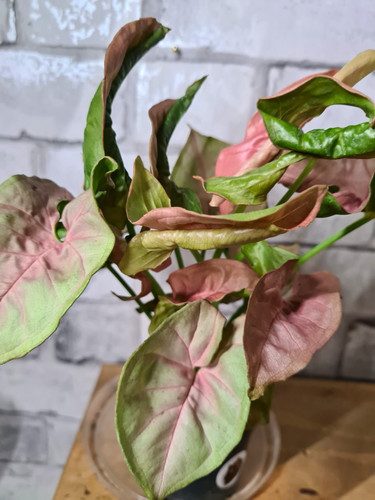 Neon robusta syngonium - neon,