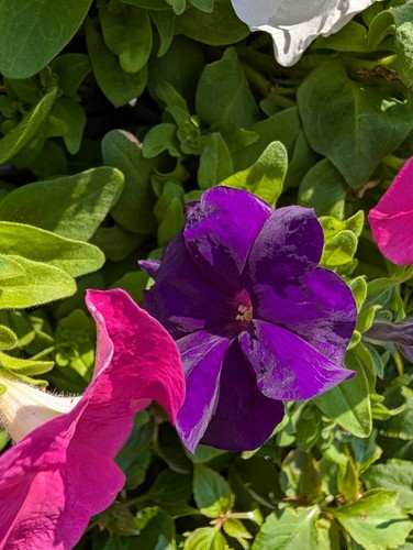 Mixed petunia plants - mixed, |