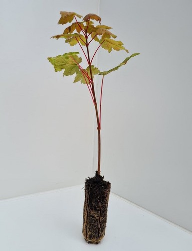 Sycamore trees acer - -,