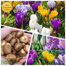 Crocus Bulbs mixed 100 Early Spring Flowering bulbs garden plants 5 colours