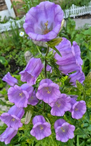 Canterbury bells lavender - canterbury,