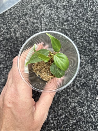 Philodendron fuzzy petiole - philodendron,